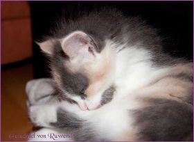 Galadriel von den Norwegischen Waldkatzen von Ruwenda