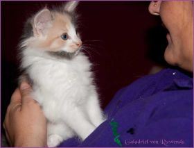 Galadriel von den Norwegischen Waldkatzen von Ruwenda