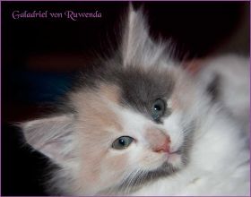 Galadriel von den Norwegischen Waldkatzen von Ruwenda