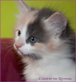 Galadriel von den Norwegischen Waldkatzen von Ruwenda