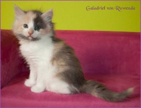Galadriel von den Norwegischen Waldkatzen von Ruwenda