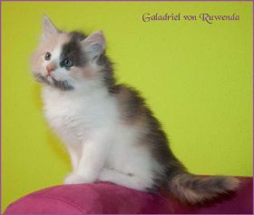 Galadriel von den Norwegischen Waldkatzen von Ruwenda