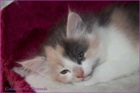 Galadriel von den Norwegischen Waldkatzen von Ruwenda