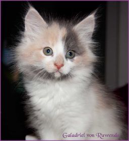Galadriel von den Norwegischen Waldkatzen von Ruwenda