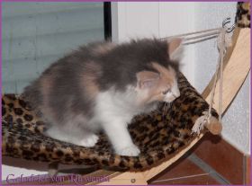 Galadriel von den Norwegischen Waldkatzen von Ruwenda