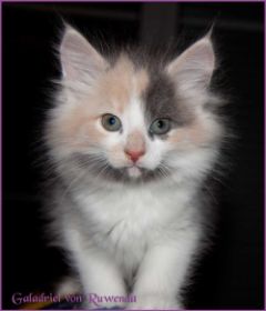 Galadriel von den Norwegischen Waldkatzen von Ruwenda