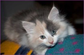 Galadriel von den Norwegischen Waldkatzen von Ruwenda