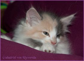 Galadriel von den Norwegischen Waldkatzen von Ruwenda