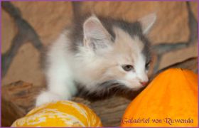 Galadriel von den Norwegischen Waldkatzen von Ruwenda