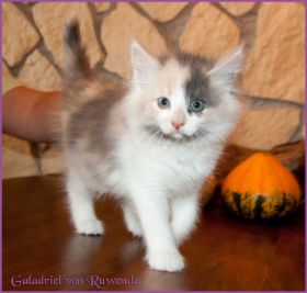 Galadriel von den Norwegischen Waldkatzen von Ruwenda