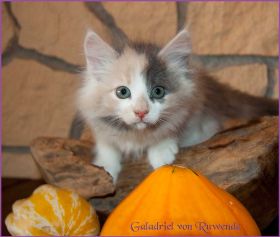 Galadriel von den Norwegischen Waldkatzen von Ruwenda