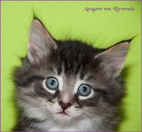 Aragorn von den Norwegischen Waldkatzen von Ruwenda