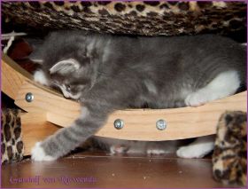 Gandalf von den Norwegischen Waldkatzen von Ruwenda