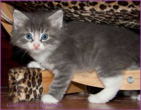 Gandalf von den Norwegischen Waldkatzen von Ruwenda