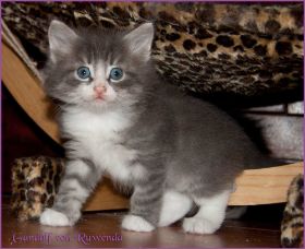 Gandalf von den Norwegischen Waldkatzen von Ruwenda