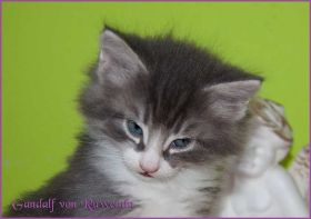 Gandalf von den Norwegischen Waldkatzen von Ruwenda
