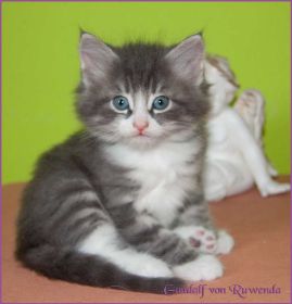 Gandalf von den Norwegischen Waldkatzen von Ruwenda