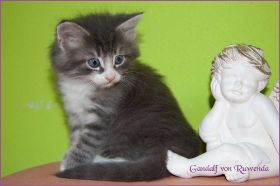 Gandalf von den Norwegischen Waldkatzen von Ruwenda