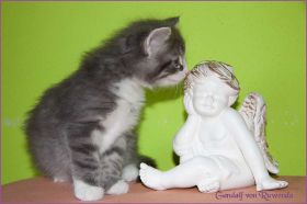 Gandalf von den Norwegischen Waldkatzen von Ruwenda