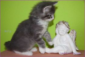 Gandalf von den Norwegischen Waldkatzen von Ruwenda