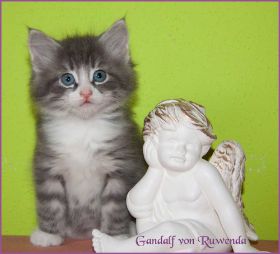 Gandalf von den Norwegischen Waldkatzen von Ruwenda