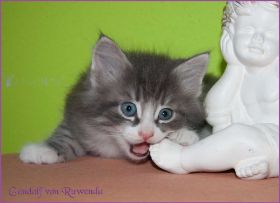 Gandalf von den Norwegischen Waldkatzen von Ruwenda