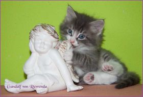 Gandalf von den Norwegischen Waldkatzen von Ruwenda