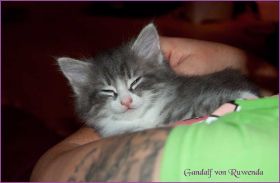 Gandalf von den Norwegischen Waldkatzen von Ruwenda