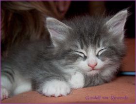 Gandalf von den Norwegischen Waldkatzen von Ruwenda