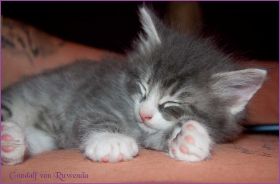 Gandalf von den Norwegischen Waldkatzen von Ruwenda