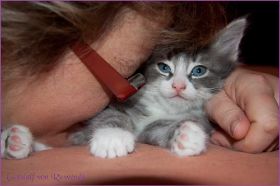 Gandalf von den Norwegischen Waldkatzen von Ruwenda