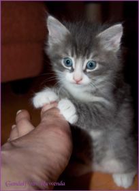 Gandalf von den Norwegischen Waldkatzen von Ruwenda