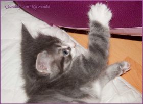 Gandalf von den Norwegischen Waldkatzen von Ruwenda