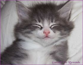 Gandalf von den Norwegischen Waldkatzen von Ruwenda