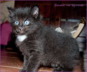 Faramir von den Norwegischen Waldkatzen von Ruwenda