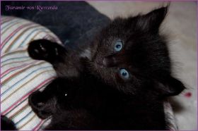 Faramir von den Norwegischen Waldkatzen von Ruwenda