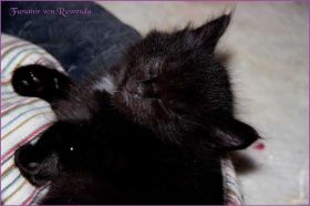 Faramir von den Norwegischen Waldkatzen von Ruwenda