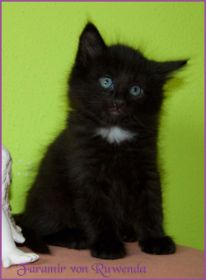 Faramir von den Norwegischen Waldkatzen von Ruwenda