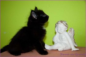 Faramir von den Norwegischen Waldkatzen von Ruwenda