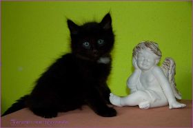 Faramir von den Norwegischen Waldkatzen von Ruwenda