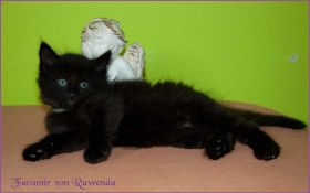 Faramir von den Norwegischen Waldkatzen von Ruwenda