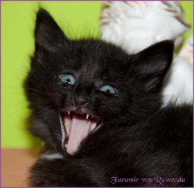 Faramir von den Norwegischen Waldkatzen von Ruwenda