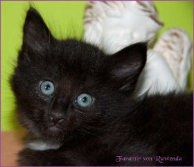 Faramir von den Norwegischen Waldkatzen von Ruwenda