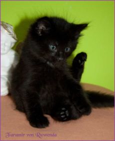 Faramir von den Norwegischen Waldkatzen von Ruwenda