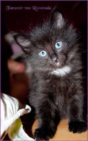 Faramir von den Norwegischen Waldkatzen von Ruwenda