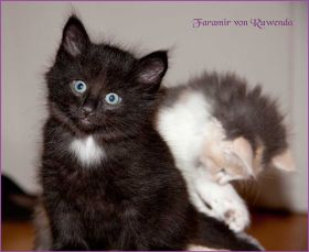 Faramir von den Norwegischen Waldkatzen von Ruwenda