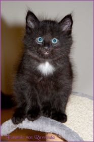 Faramir von den Norwegischen Waldkatzen von Ruwenda