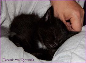 Faramir von den Norwegischen Waldkatzen von Ruwenda