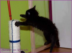 Faramir von den Norwegischen Waldkatzen von Ruwenda