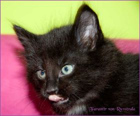 Faramir von den Norwegischen Waldkatzen von Ruwenda